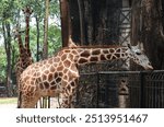 Elegant giraffe at Ragunan Zoo Jakarta Indonesia, captivating with its long neck. The beauty of nature and the tranquility of this majestic creature are the main attractions