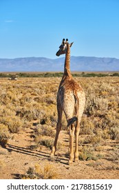 Elegant Giraffe In The Savannah In South Africa. Wildlife Conservation Is Important For All Animals Living In The Wild. Free Animal Walking In A Woodland In A Safari Against A Clear, Blue Sky.