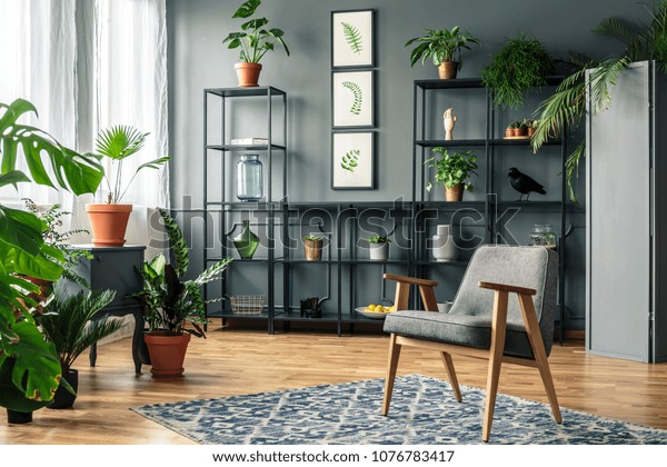Elegant, gray living room interior with plants\
on metal racks standing against dark wall with molding behind a\
vintage armchair