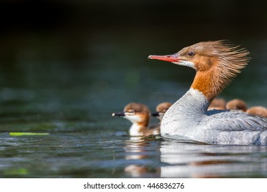 The elegant gray-bodied female Common Merganser have rich, cinnamon heads with a short crest. This one is seen while swimming with her chicks on a Lac Creux in northern Quebec Canada.
