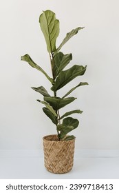 Elegant green ficus lyrata plant in straw flower pot over white wall. Stylish still life home plant composition