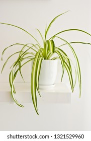 An Elegant Green Pot Plant As Room Decoration Against White Wall. Spider Plant Or Chlorophytum Comosum