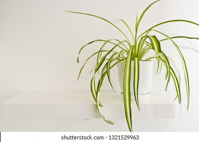 An Elegant Green Pot Plant As Room Decoration Against White Wall. Spider Plant Or Chlorophytum Comosum