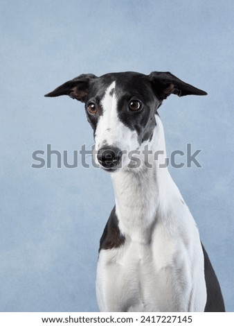 An elegant Greyhound in a poised stance, soft blue background. This sleek dog fine features and gentle expression are captured in a dignified studio portrait Stock photo © 