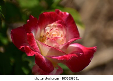 Elegant Heirloom Rose In Garden In Full Bloom