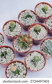 An elegant high-angle display of assorted mini succulents and cacti in brown nursery pots. Features white decorative pebbles and a diverse mix of varieties like Echeveria and Aeonium.