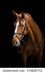 Elegant horse portrait on black backround. Horse on dark backround.