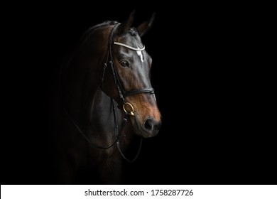 Elegant horse portrait on black backround. Horse on dark backround. - Shutterstock ID 1758287726