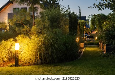 Elegant Illuminated by LED Lights Residential Backyard Garden with Mature Decorative Grasses. 