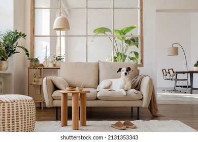 Elegant living room interior design with beautiful dog lying on the beige modern sofa, side table and home decorations. Template. Copy space. Dining room in the background. - Powered by Shutterstock