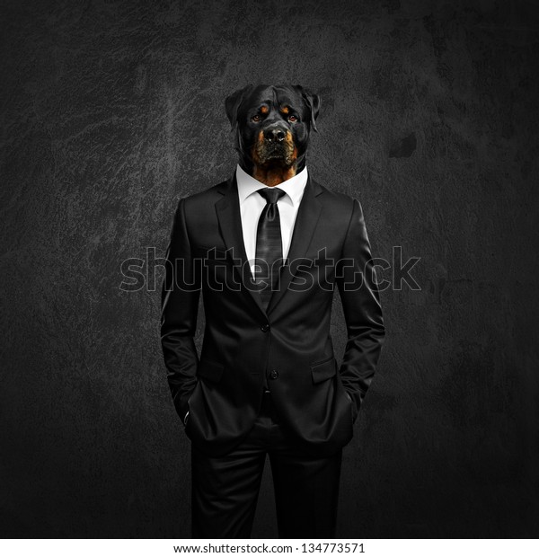 stock photo gun dog in suit