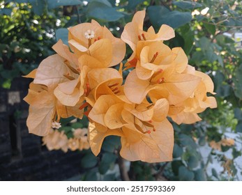 Elegant Orange Bougainvillea Flowers Close Up - Powered by Shutterstock