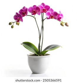 Elegant orchid in bloom within a simple ceramic planter on a clean white background - Powered by Shutterstock