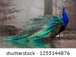 The elegant peacock with its colors