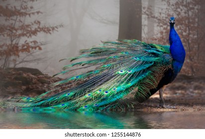 The elegant peacock with its colors