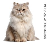 Elegant Persian cat with long, fluffy fur sitting upright. The cat displays a calm and regal demeanor, perfect for pet-related content or advertisements.