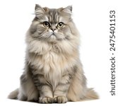 Elegant Persian cat with long, fluffy fur sitting upright. The cat displays a calm and regal demeanor, perfect for pet-related content or advertisements.