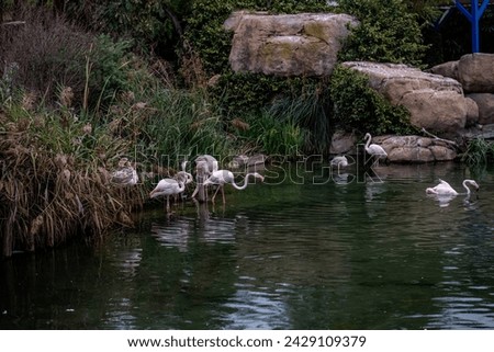 Elegant pink flamingos forage in the water alongside a resting duck, reflecting harmony in nature.