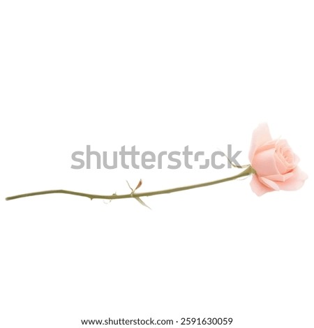 Elegant Pink Rose With Long Stem And Green Leaves, Pink Flower with Transparent Background, Flower PNG image.