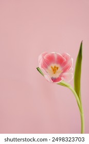 Elegante flor tulipán rosa