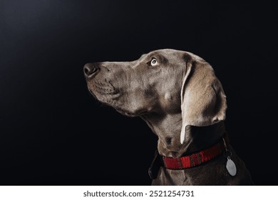 Elegant portrait of a Weimaraner dog with a red collar on a dark background. - Powered by Shutterstock