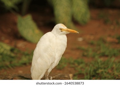 Elegant portrait of a white egret with a golden beak, standing gracefully on earthy ground. Ideal for wildlife art collectors, birdwatchers, and nature wall decor lovers seeking serene avian beauty.