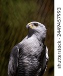 Elegant, raincloud-gray hawk with barred chest and banded tail, soars over open areas in Central  North America.