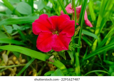 Elegant Red Mexican Petunias Surrounded by Green Foliage - Shutterstock ID 2291627487