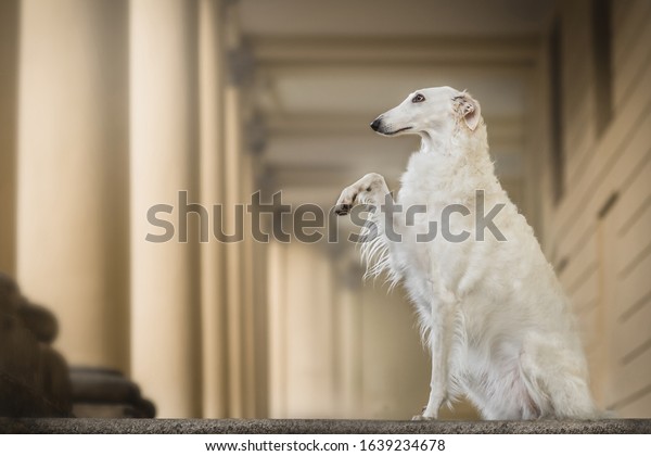 
Elegant Russian white Borzoi
dog
