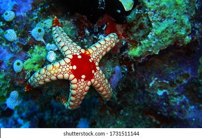 Elegant Sea Star In Arabian Sea, Baa Atoll, Maldives, Underwater Photograph 