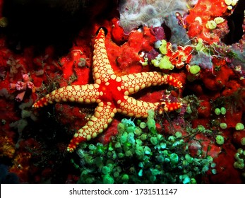 Elegant Sea Star In Arabian Sea, Baa Atoll, Maldives, Underwater Photograph 