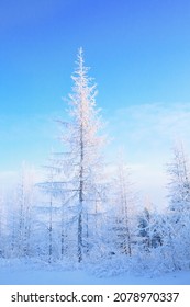 Elegant snow-covered larch among the tundra against the blue sky. A beautiful picture on the theme of a winter fairy tale, northern beauty, Christmas and new year for a postcard, calendar or booklet. 