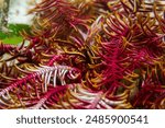 Elegant squat lobster (Allogalathea elegans) near Malapascua, Philippines.  Underwater photography and travel.