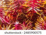 Elegant squat lobster (Allogalathea elegans) near Malapascua, Philippines.  Underwater photography and travel.