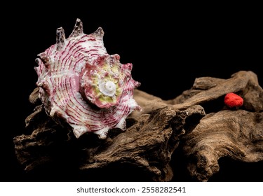 Elegant Strawberry Conch on Driftwood on Black Background