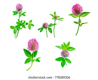 elegant summer bouquet arrangement - composition of five plants - of leaves, flowers, buds of red meadow clover isolated on white background, ready for later edition