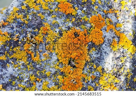 Elegant Sunburst Lichen in orange and yellow shades on a rock in Alberta 