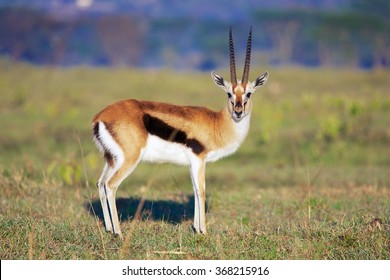 Elegant Thomson's Gazelle At Nakuru