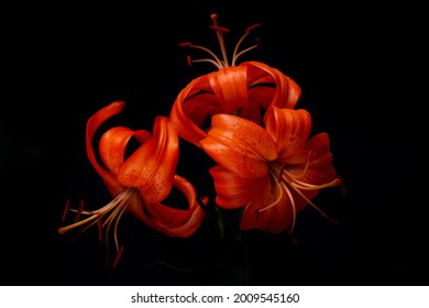 Elegant tiger or leopard lily (lance-shaped lily) close-up on a dark black background. A minimalistic photo for a poster. - Powered by Shutterstock