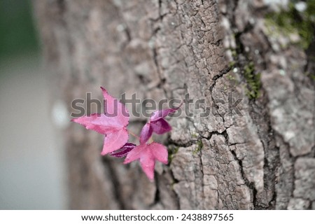 An elegant triangle-shaped red leaf sprouting from a tree trunk captures the leisurely ambiance of a slightly chilly early spring afternoon, exuding a captivating sense of beauty.