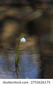 An elegant vertical composition of a Spring Snowflake (Leucojum vernum) growing from a calm water surface. The shot features a clear reflection and a soft, dark bokeh background that enhances the bright white petals. This minimalist and poetic image captures the essence of early spring in wetland habitats.
