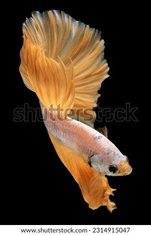 Elegant white body of the betta fish is accentuated by the vibrant yellow tail adding a touch of vibrancy and uniqueness to its appearance, Multi color bitten fish.