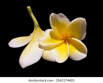 Elegante flor blanca frangipani