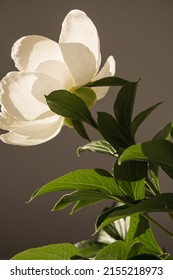 Elegant White Peony Flower In Sunlight Shadow On Dark Background. Aesthetic Bohemian Luxury Flowers Composition