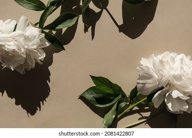 Elegant White Peony Flowers With Sunlight Shadows On Neutral Beige Background. Flat Lay, Top View Bohemian Aesthetic Floral Composition