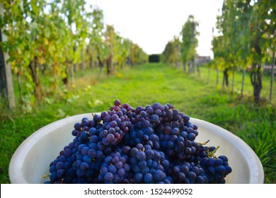 An elegant white plate full of round, juicy, red and concord grapes during harvest. In the background peaceful vine stocks in the Chianti region, Tuscany. Fruit ready to become a prestigious wine.