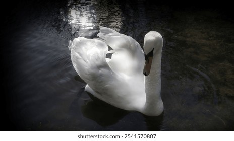 Elegant white swan gracefully gliding on a serene pond reflecting sunlight. - Powered by Shutterstock