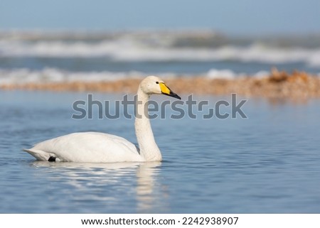 Elegant Whooper Swan (Cygnus cygnus) on the banks of a river
