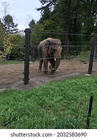 Elelphants At The Oregon Zoo