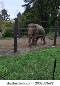 Elelphants At The Oregon Zoo